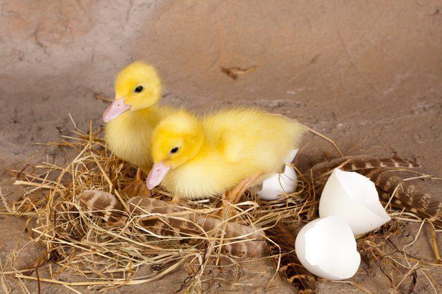 la Incubación huevos de pato modo de incubación de la tabla