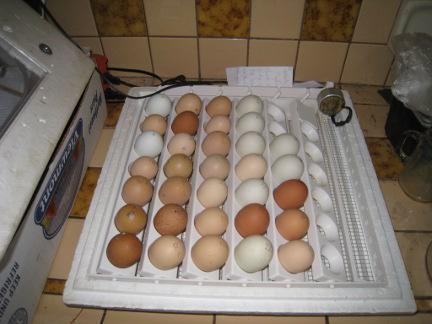 sıcaklık kuluçka ördek yumurtası