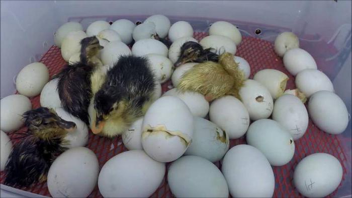 Okres inkubacji kaczkowatych jaj