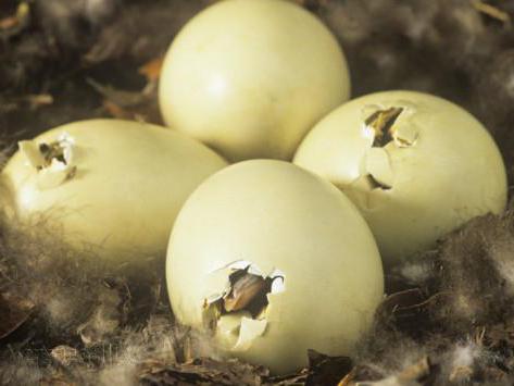 Cómo almacenar утиное huevo de incubación