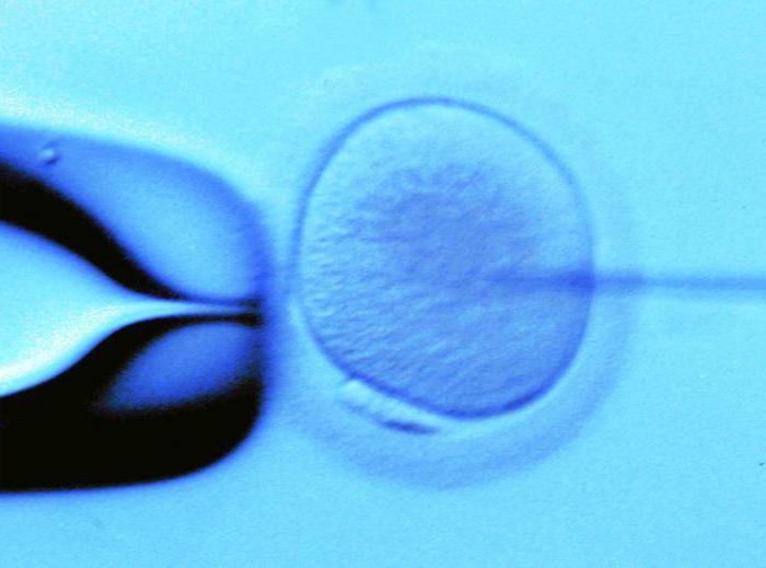 ұзақ өсіру эмбриондарды