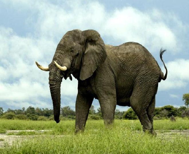 Ile waży słoń