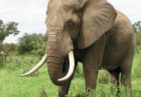 What is the weight of an elephant? Almost as much as 4 Rhino or 18 zebras