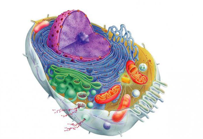hangi kimyasal elementler içerdiği hücreleri biyoloji dersi