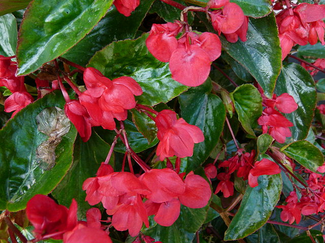 care of begonia