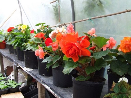 caring for begonia at home