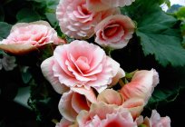 Begonias: the care at home photos