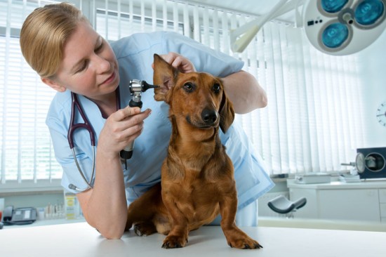 Diagnóstico de inflamações do ouvido em cães