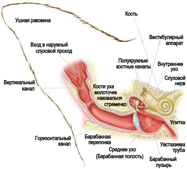 Анатомія вуха собаки