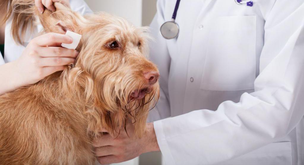 Prevention of otitis media in dogs