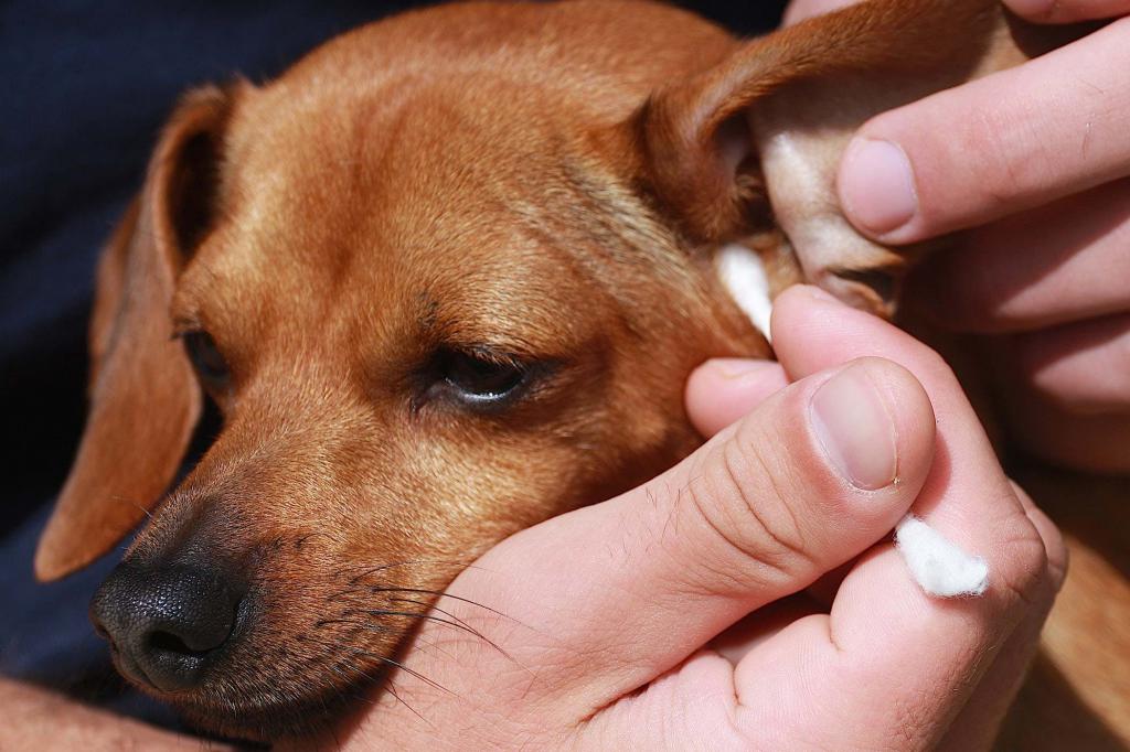 ear cleaning in dogs
