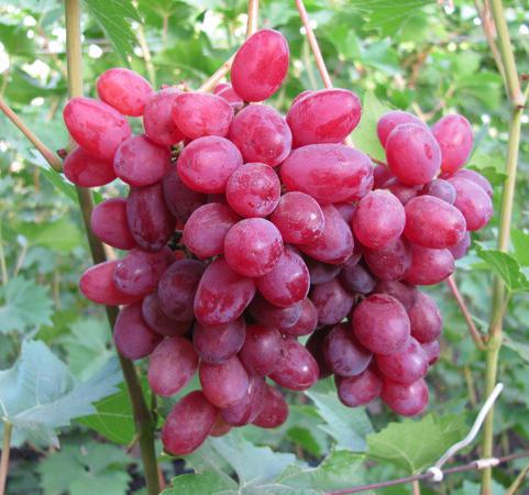 the grapes of Veles