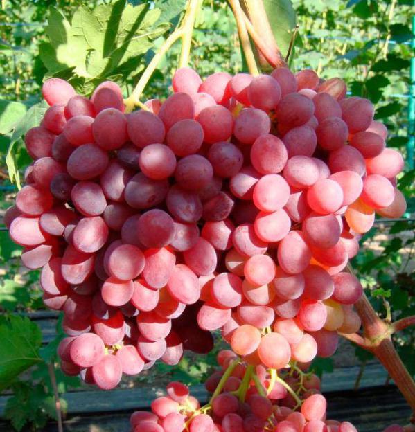 odmiana winogron velez