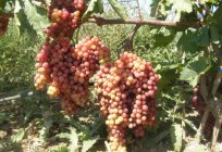 Las uvas de vélez - descripción de las variedades de