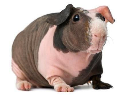 reviews of the owners about Guinea pig breeds skinny