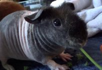 Guinea pig: an owner reviews, features breed skinny, maintenance, and care