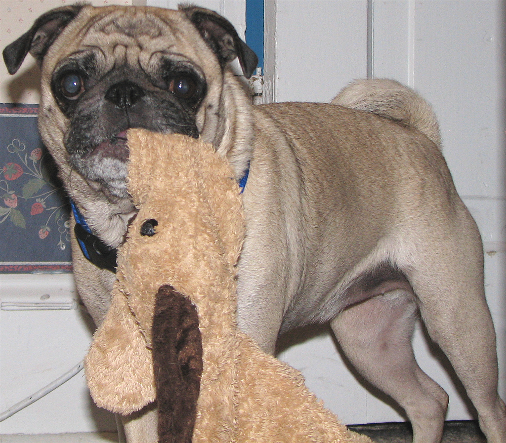 a Pug with a toy