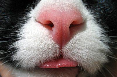 dlaczego kotek suchy nos