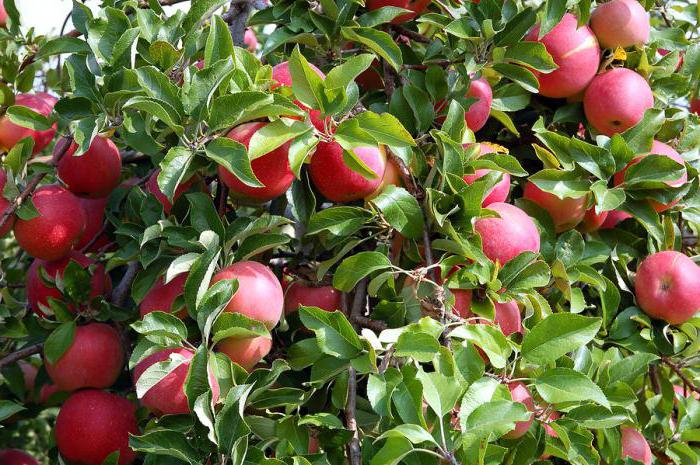 Medikamente von яблоневого цветоеда