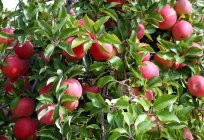 Apfelbaum цветоед: Beschreibung und den Kampf mit ihm. Medikamente gegen яблоневого цветоеда