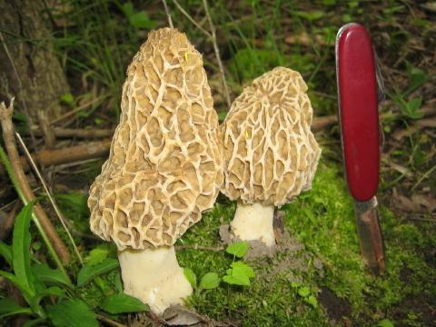 Mushroom Wicht