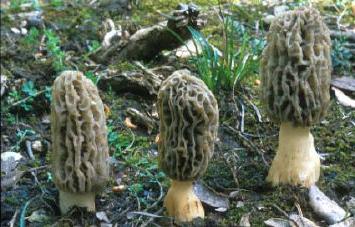 Morel mushroom photo
