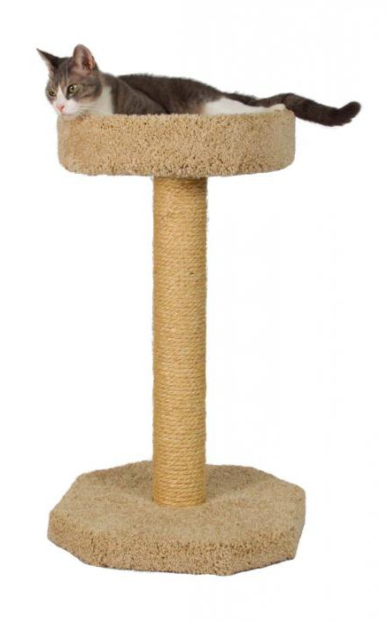 scratching post for cats with their hands master class