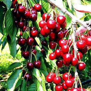 the cherry differs from the sweet cherry