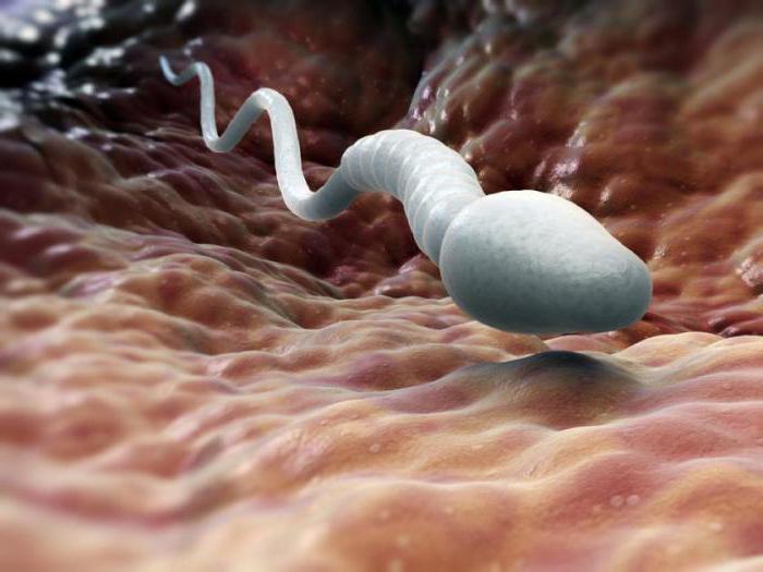 стадії сперматогенезу