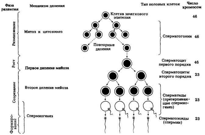 characteristics of ovogenesis