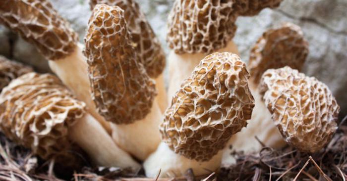 spring mushrooms are edible