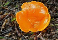 Spring mushrooms (photos). What are the names of the first spring mushrooms?