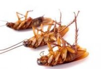 How to deal with cockroaches in the apartment folk remedies? Good advice