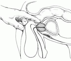 la función de la glándula de la próstata