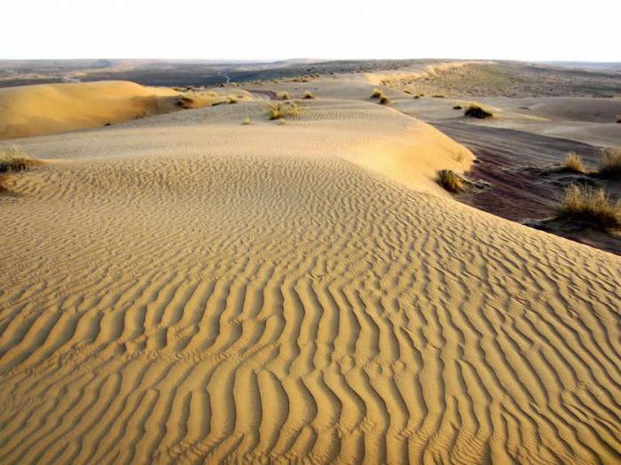 w gliniastych pustynie туранской niziny żyją