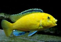 African cichlids: species diversity, description and content in the aquarium