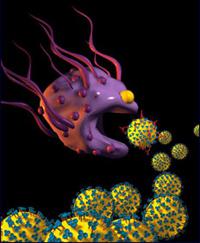 komórki zdolne do fagocytozy