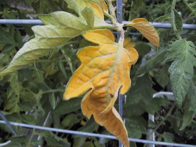 yellow leaves tomato