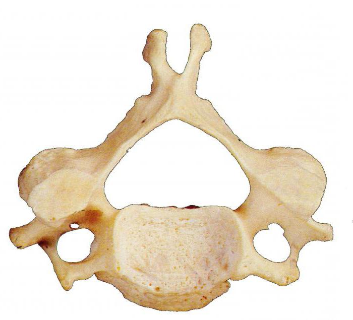 the first vertebrae of the cervical Atlas