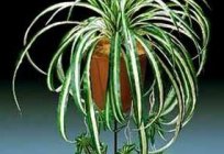 Ojczyzna chlorophytum. Kwiat pokojowy chlorophytum: pielęgnacja