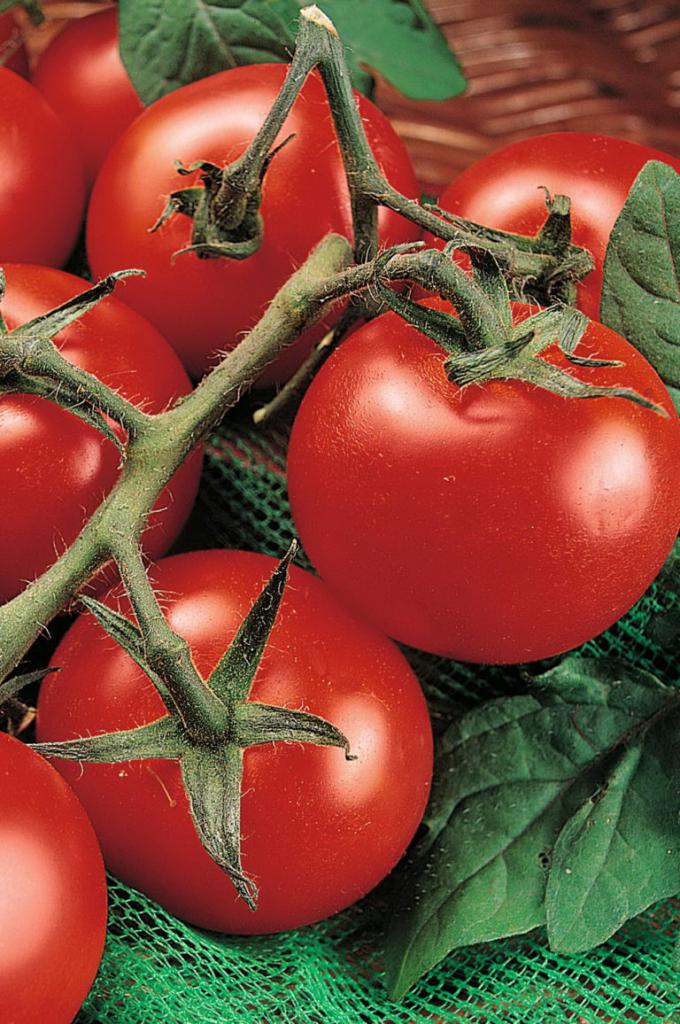 Variety of tomatoes. "Raja"