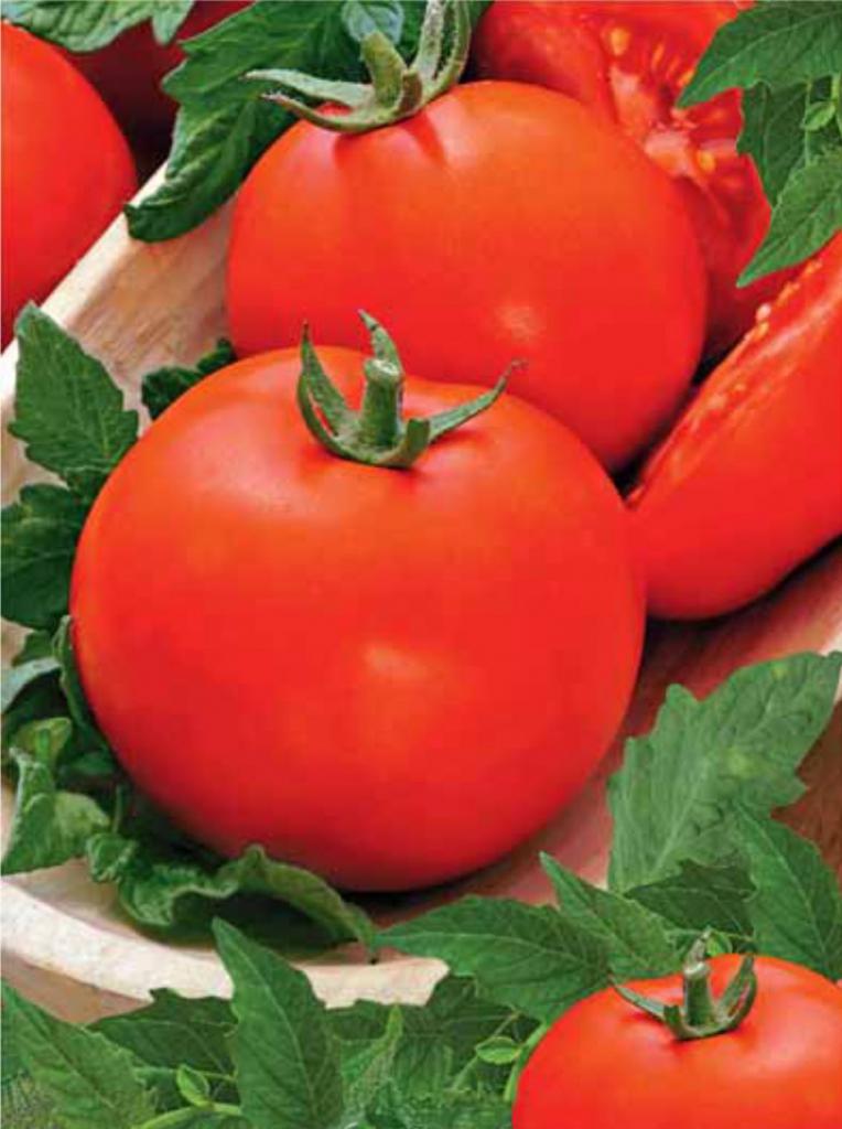 Variety of tomatoes "Siberian precocious"
