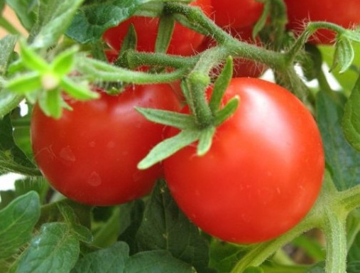 Tomato "Siberian precocious" Siberia