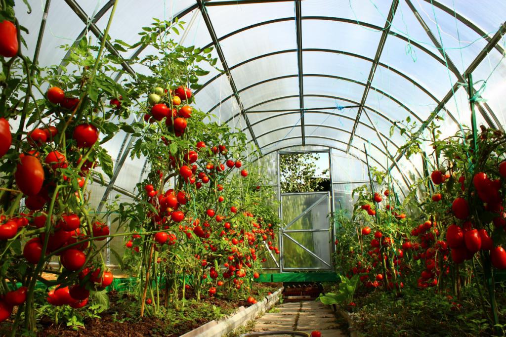 o Plantio de tomate na Sibéria