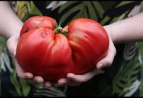 En iyi çeşitleri, domates Sibirya: yorum, açıklama, özellikleri, yetiştirilmesi