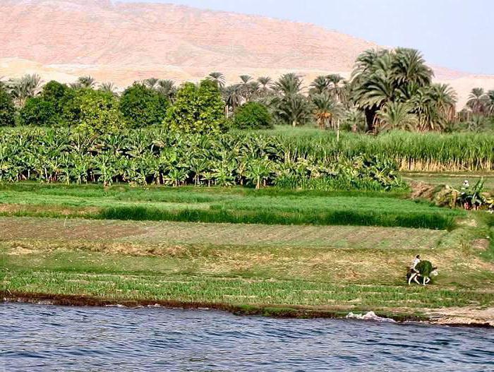 economic use of the river Nile man