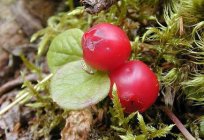 Klamovka (berry): medicinal properties and feedback