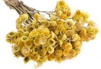 जड़ी बूटी Helichrysum: चिकित्सीय गुणों और मतभेद