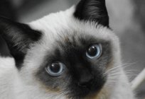 O gato tailandês: descrição da raça, caráter, foto