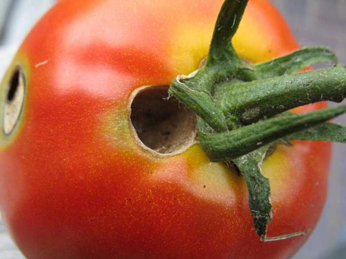 las orugas en los tomates en el invernadero como luchar